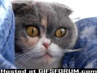 http://www.dataclem.com/images/omg/cat_eyes_wtf_gif.gif